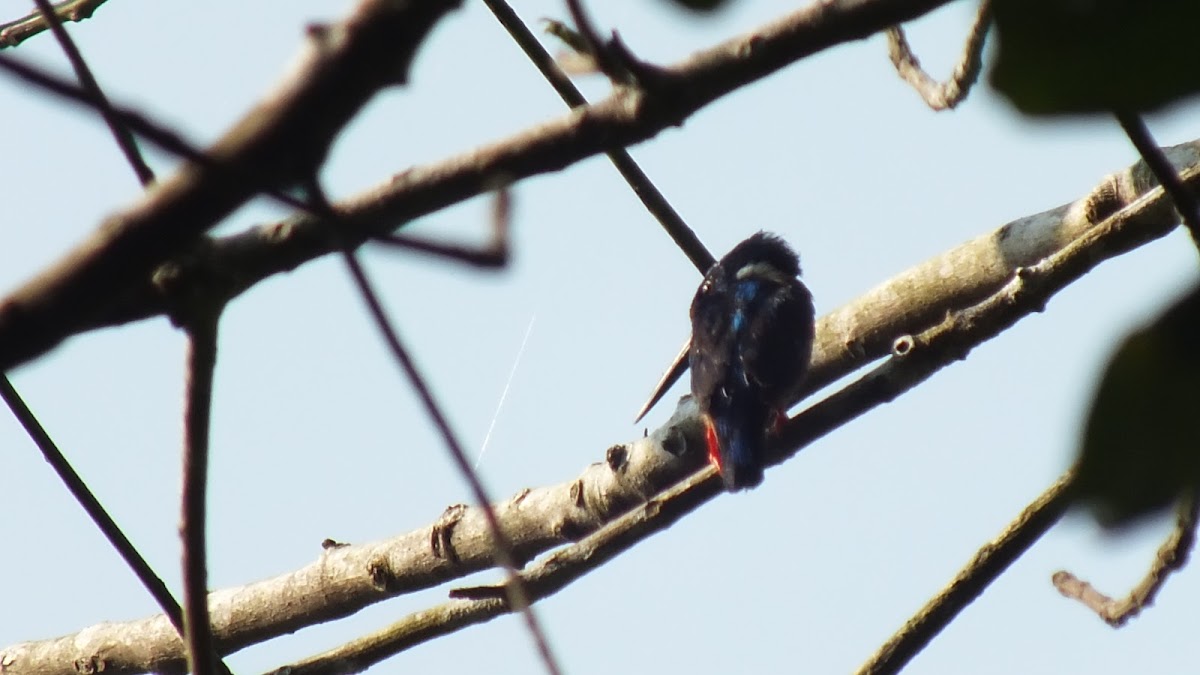 Blue-eared kingfisher