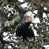 Silvery-cheeked Hornbill