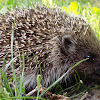 Northern white-breasted hedgehog