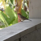 House Finch