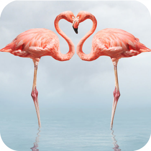 Flamingo Wallpaper Hd Apk Download For Windows Latest Version 1 03