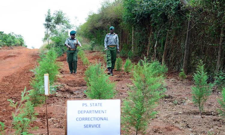 Ruiru Prisons farm manager Dorcas Mwau with a colleague at a woodlot in the facility, September 12, 2019.