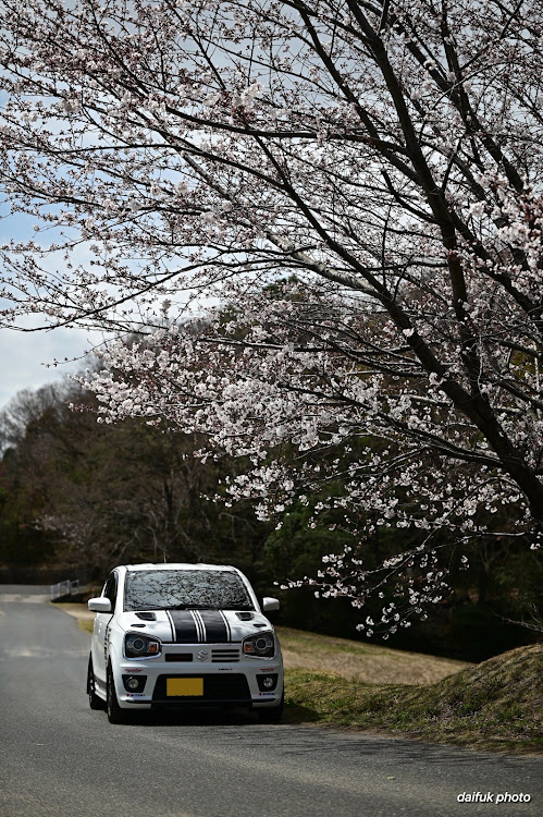 アルトワークスの桜シーズン開幕・サクラと愛車・連投失礼します🙏・名コンビ・撮影会📸・4月もよろしくお願い致します🌸に関するカスタム事例の投稿画像5枚目