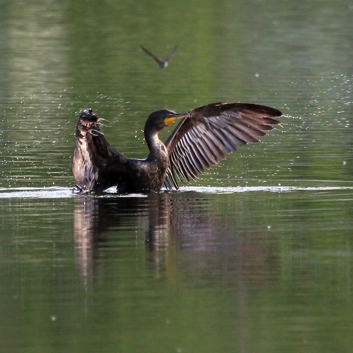 Double-crested Cormorant