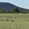 Pronghorn