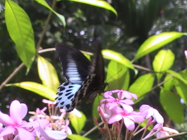 Blue Mormon