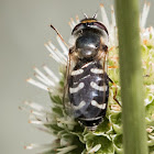 Pied Hoverfly