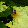 Yellow-winged darter