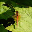 Yellow-winged darter