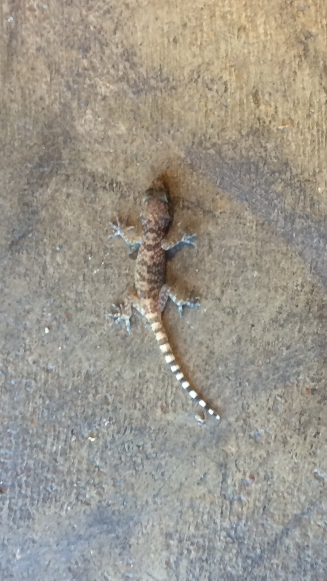 Mediterranean Gecko