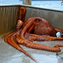 North Pacific Giant Octopus