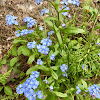 Forget-me-not