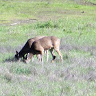 Black tailed deer