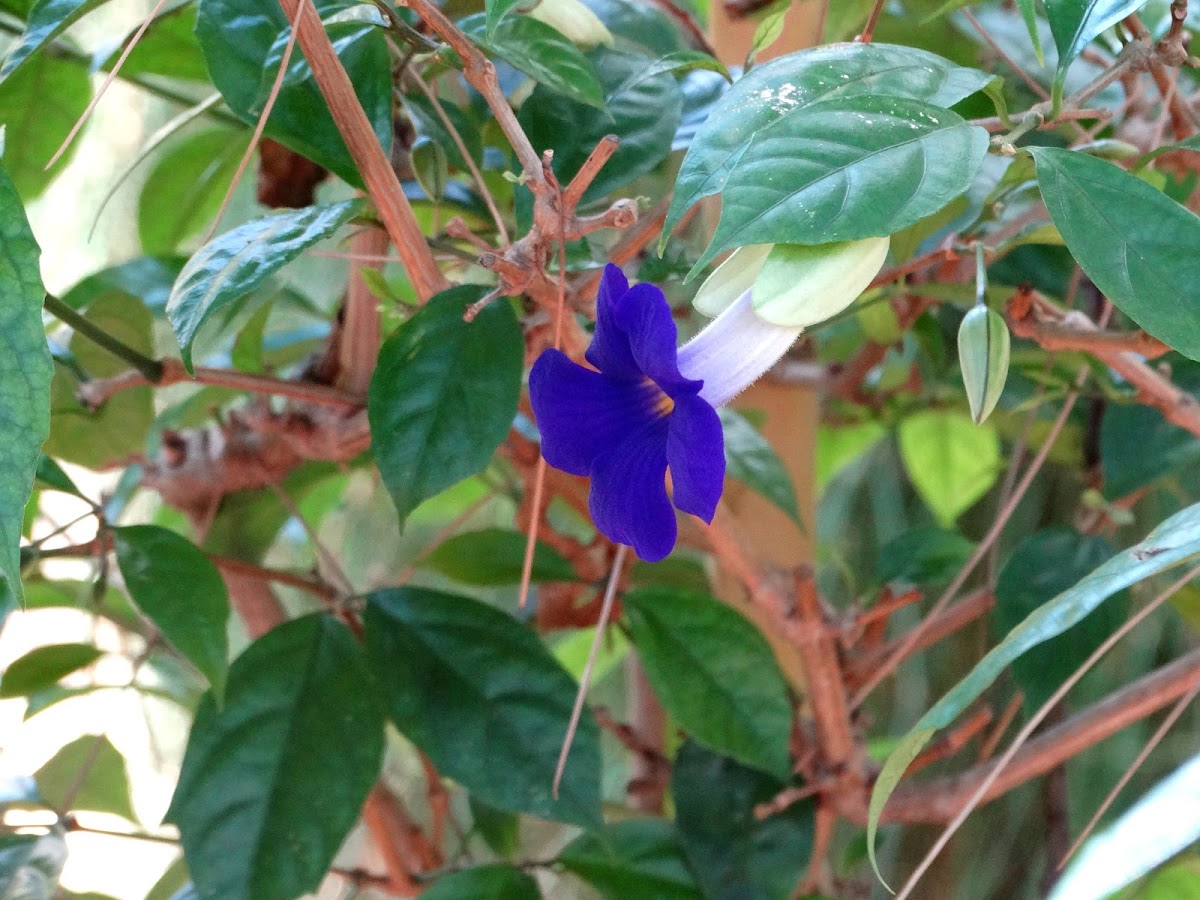 Bush Clockvine