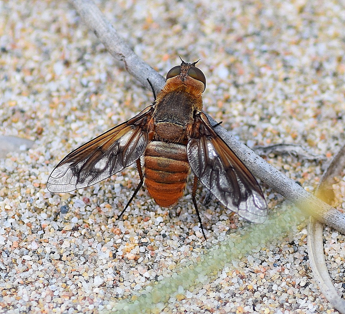 Bee Fly