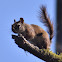 American red squirrel