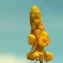 Popcorn Senna