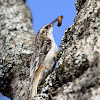 Brown Creeper