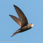 Pallid Swift; Vencejo Pálido