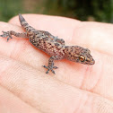 Mediterranean house gecko