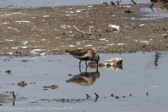 Dunlin; Correlimos Común