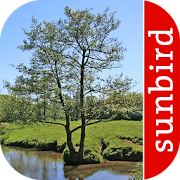 Tree Id - British Trees  Icon