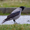 Hooded Crow