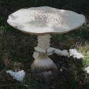 Amanita