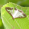 Box Tree Moth