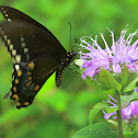 Spicebush Swallowtail