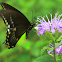 Spicebush Swallowtail