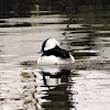 Bufflehead