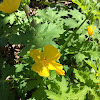 Wood Poppy