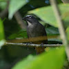 Greyish Saltator