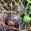 Garden Snail