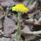 Coltsfoot