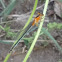 Senegal Golden Dartlet (female)