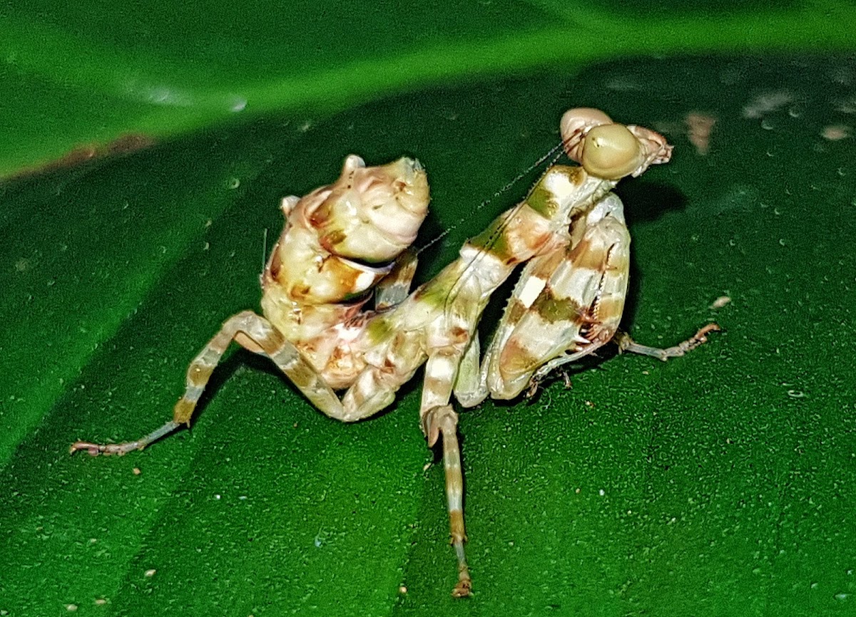 Spiny Flower Mantis