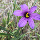 Blue-eyed Grass