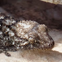 Moorish gecko