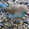 Cordon-bleu Finch