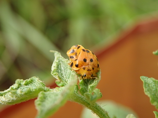 28 Spotted Potato Ladybird