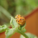 28 Spotted Potato Ladybird