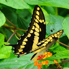 Giant Swallowtail