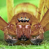 Huntsman Spider