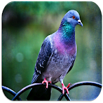 Cover Image of Download Pigeon sounds 999.9 APK