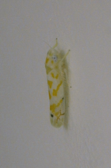 Leafhopper