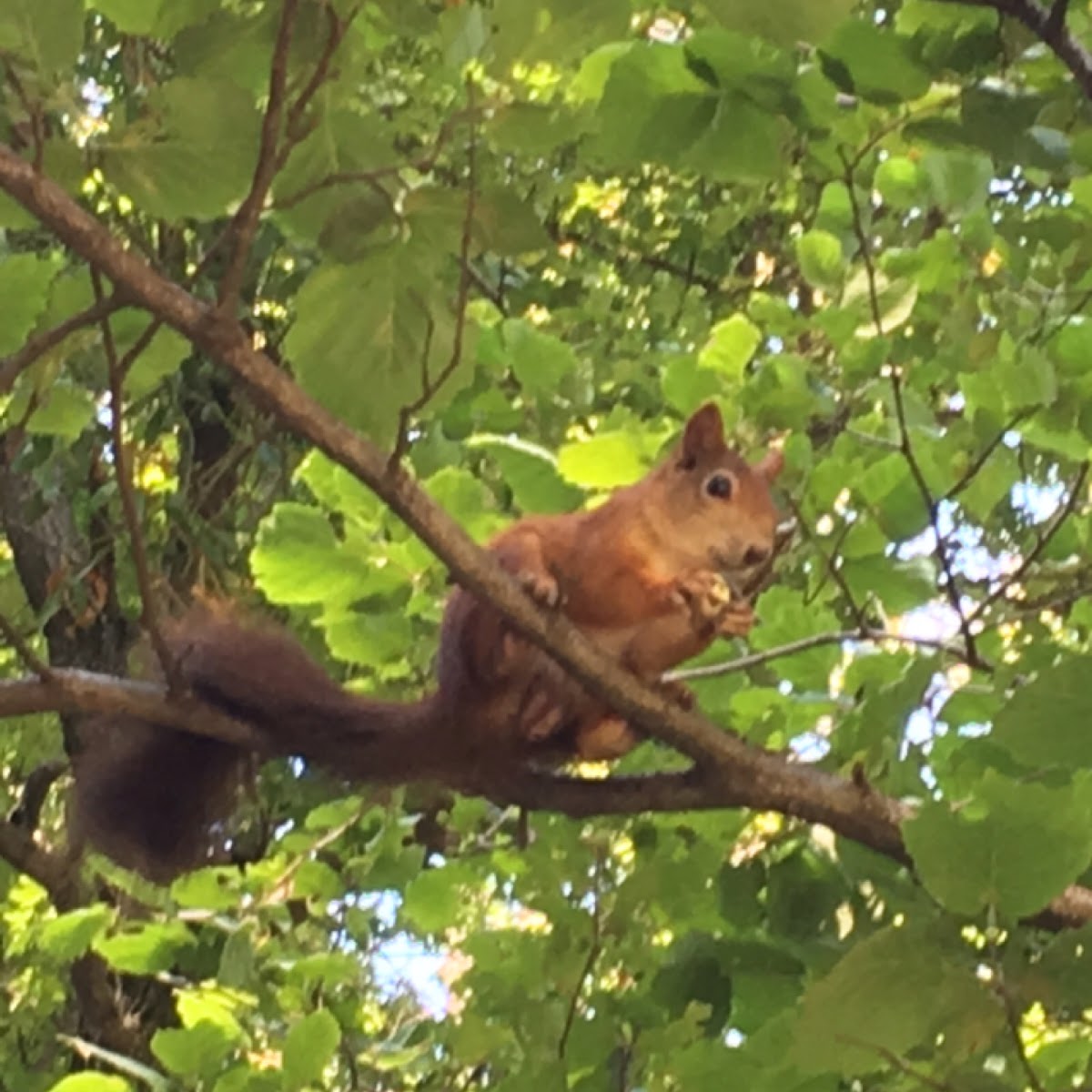 Eurasian Squirrel