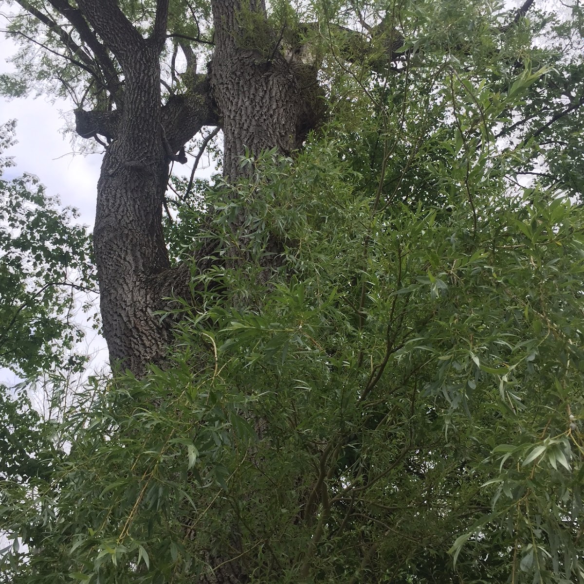 Weeping Willow