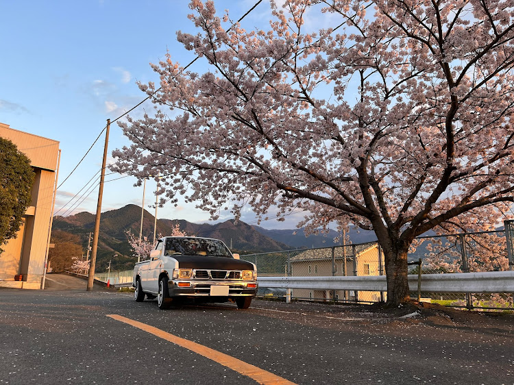 ダットサントラックの桜とコラボ🌸・コロナが早く終息しますように・ピックアップに選ばれたい・桜と夕日と愛車に関するカスタム事例の投稿画像7枚目